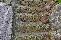 lumaca sulle scale